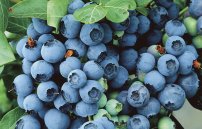 Голубика от диабета: при профилактике и лечении, полезные рецепты ягод