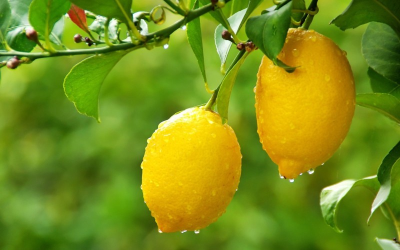 Можно ли есть лимоны при сахарном диабете