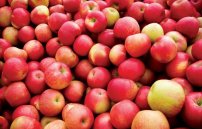 Можно ли есть яблоки при повышенном сахаре в крови?