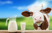 Можно ли пить молоко при сахарном диабете 2 типа?