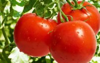Можно ли есть помидоры при панкреатите поджелудочной железы?