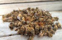Лечение сахарного диабета пчелиным подмором: как принимать экстракт и настойку?