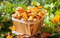Можно ли есть грибы при повышенном холестерине?