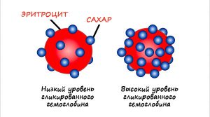 Какие показатели гликированного гемоглобина при беременности считаются нормальными